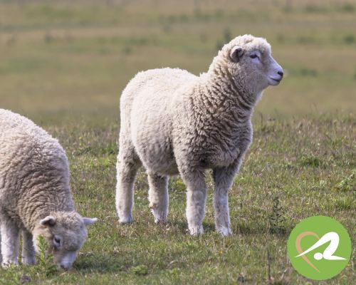 Wolle - die unterschätzte Naturfaser - Wolle - die unterschätzte Naturfaser