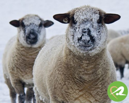 Weihnachten, voller Wollgefühl - Weihnachten, voller Wollgefühl