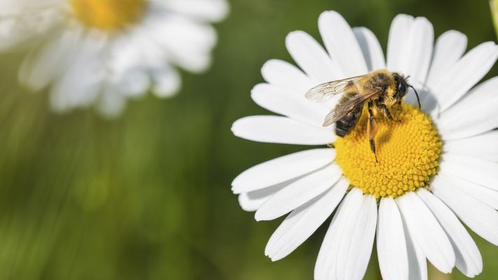 Bienenweide - lasst es blühen und summen - Bienenweide