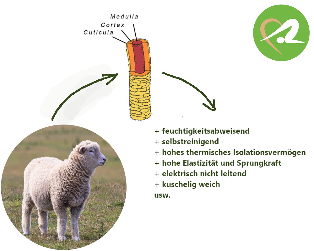 Wollfasern Aufbau und Eigenschaften