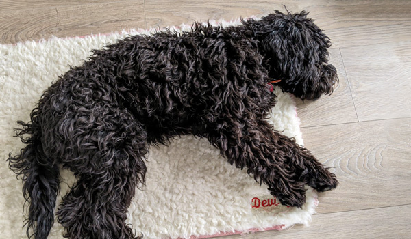 Hund liegt auf einer bestickten Schurwollmatte